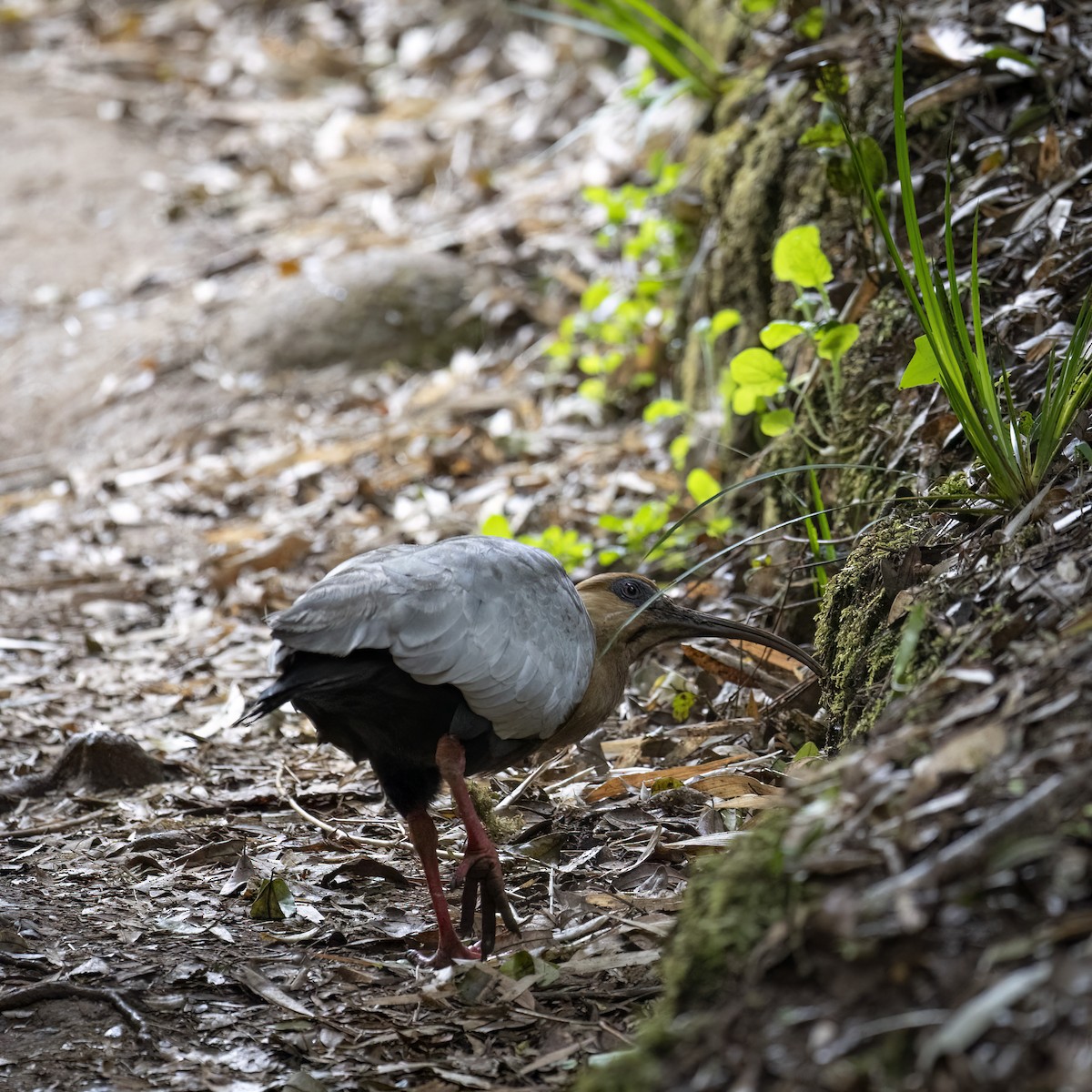 カオグロトキ - ML651426229