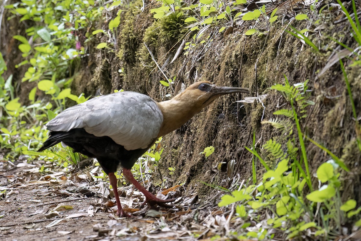 カオグロトキ - ML651426232