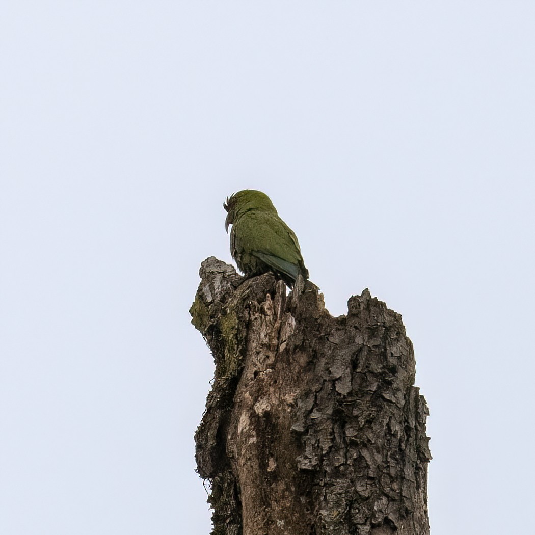 ハシナガインコ - ML651426238