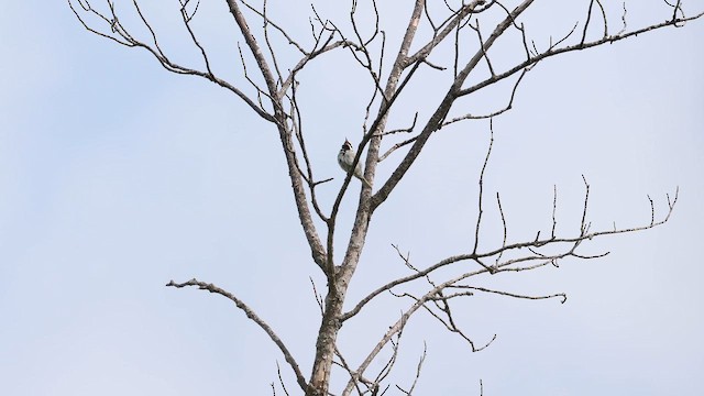 Reinita Alidorada - ML651427061