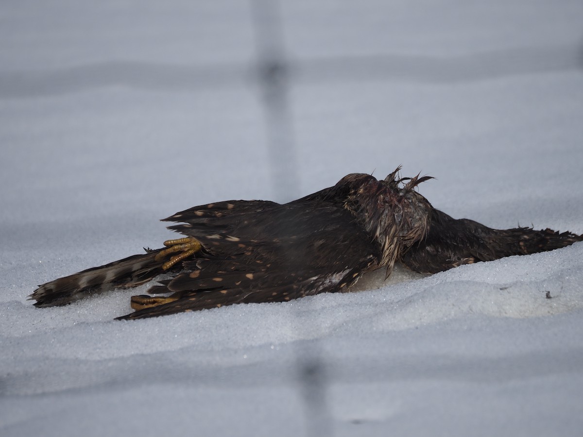 Merlin - ML651427605