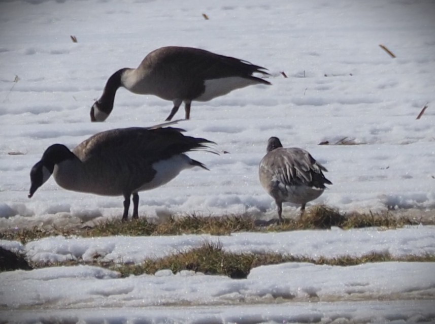 goose sp. - ML651427861