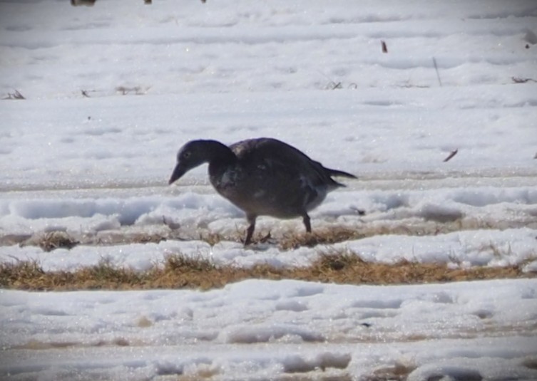 goose sp. - ML651427862