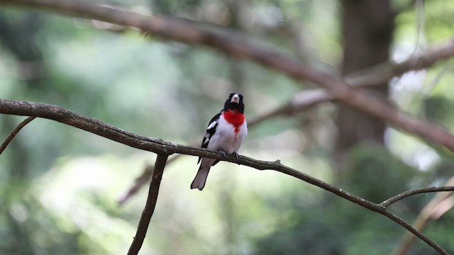 dlaskovec růžovoprsý - ML651428220