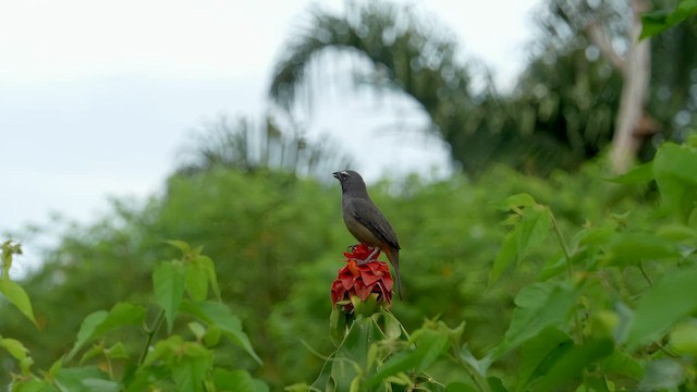 Saltator du Mexique - ML651428954