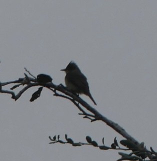 Greater Pewee - ML651429289