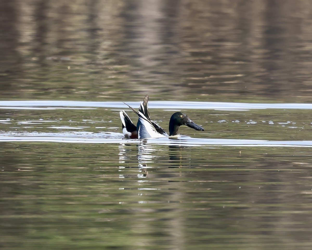 Mestolone - ML651430504