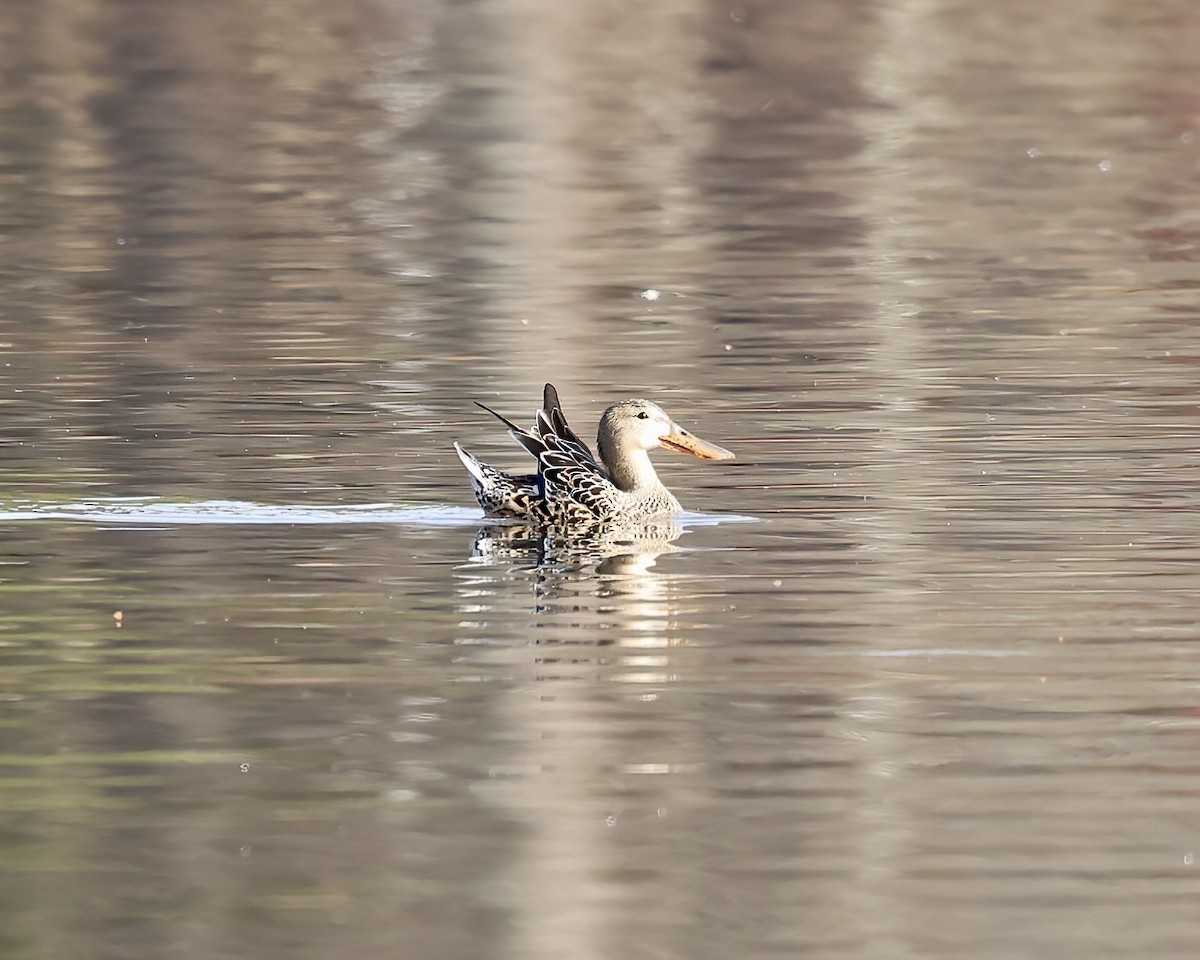 Mestolone - ML651430505