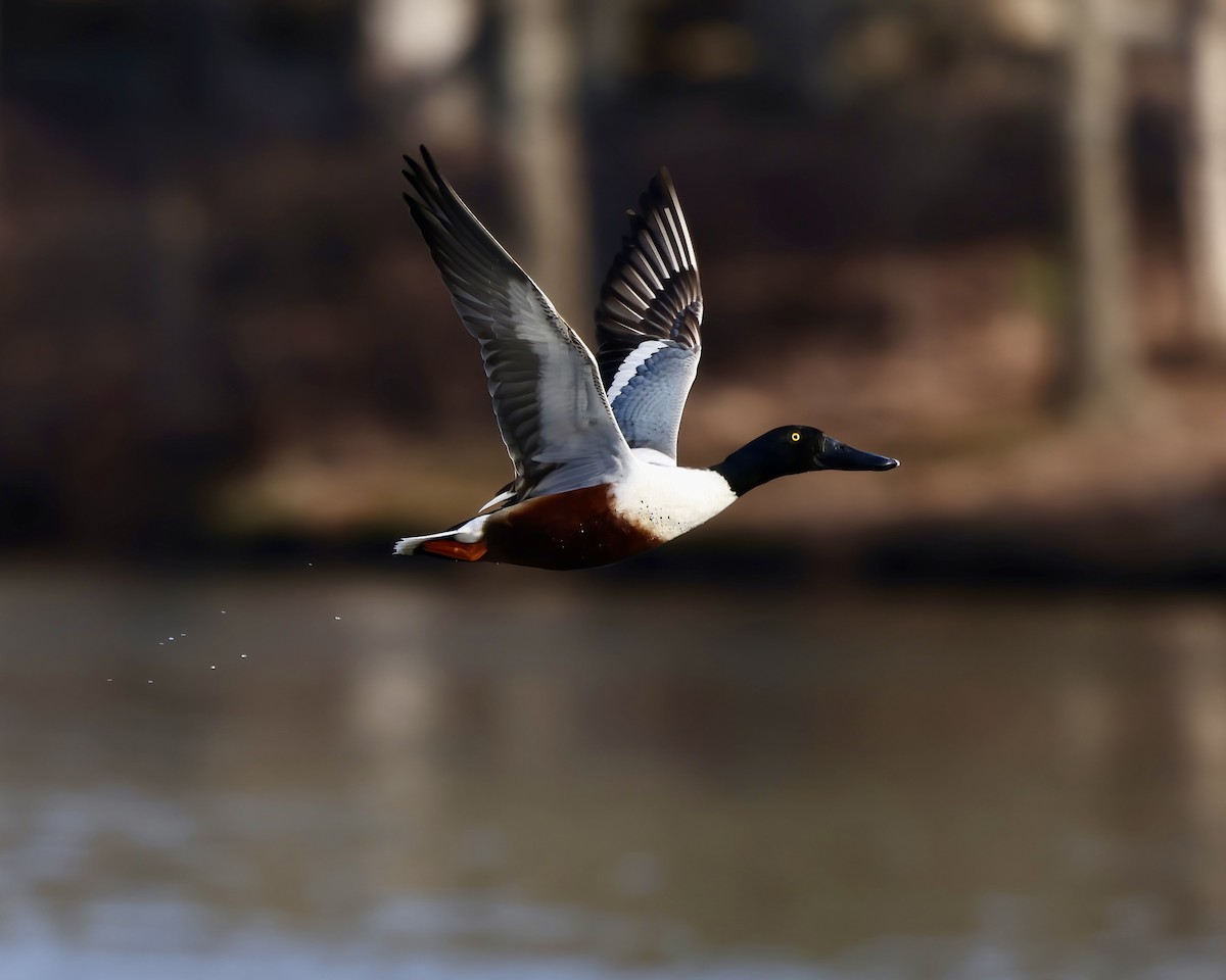 Mestolone - ML651430506