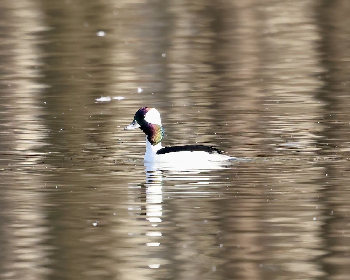 Bufflehead - ML651430515