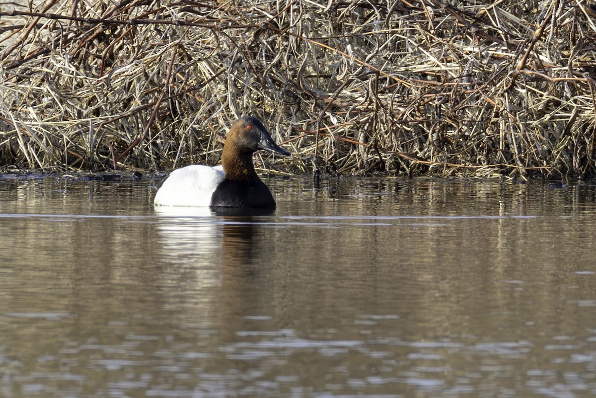 Riesentafelente - ML651431347