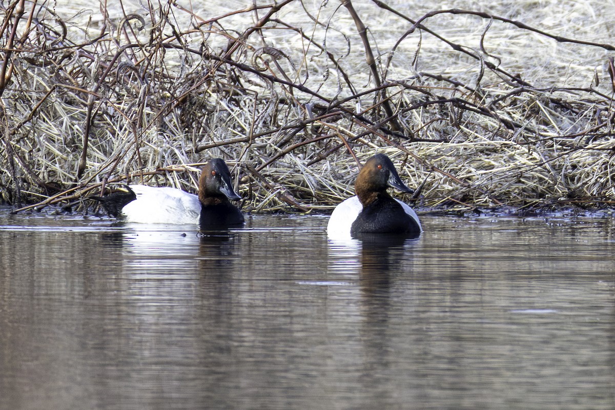 Riesentafelente - ML651431348