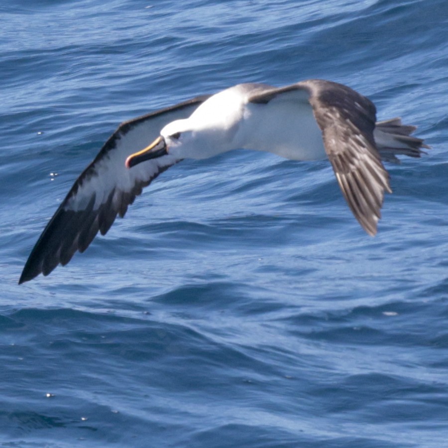 Atlantic Yellow-nosed Albatross - ML651431404
