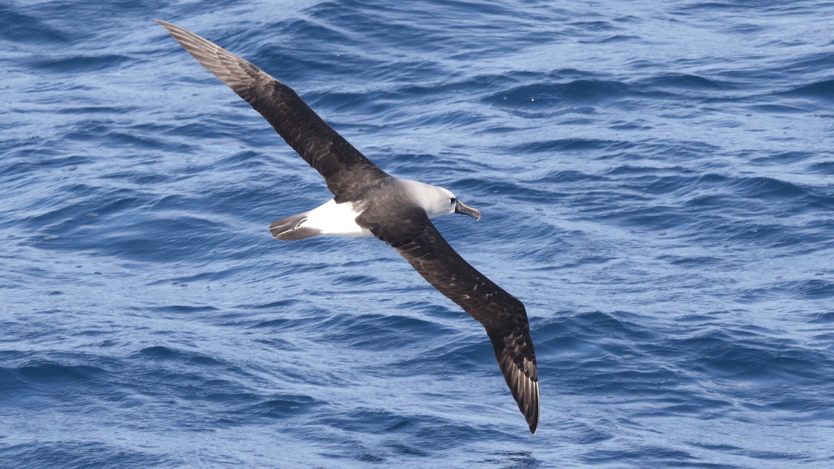 Atlantic Yellow-nosed Albatross - ML651431753