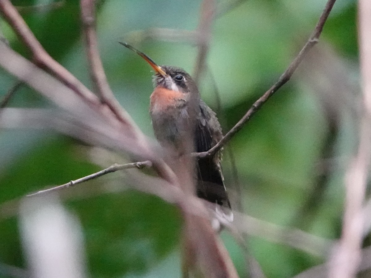 kolibřík pruhoocasý - ML651431866