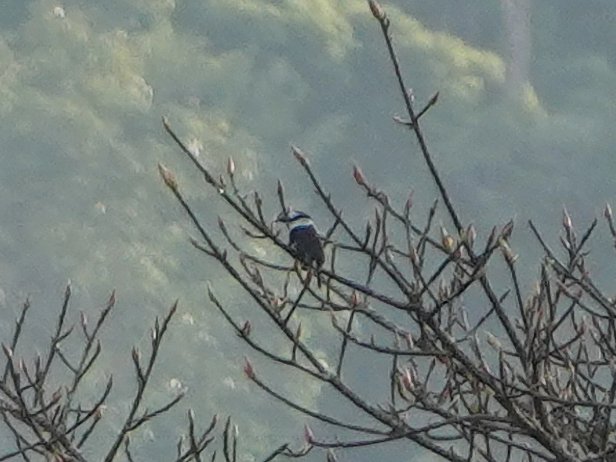 lenivka bělokrká - ML651431901