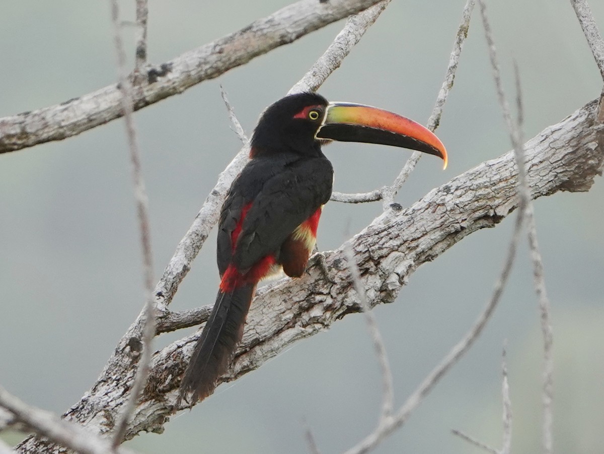 arassari ohnivozobý - ML651431927