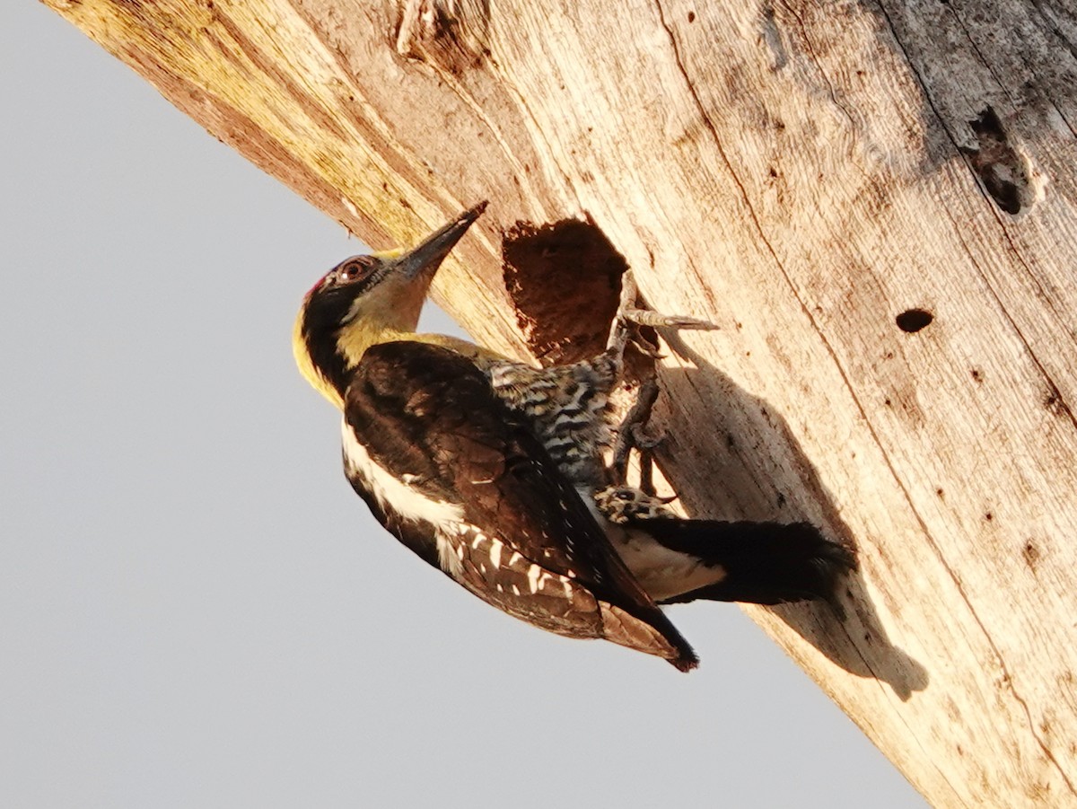 datel pestrohlavý - ML651431952