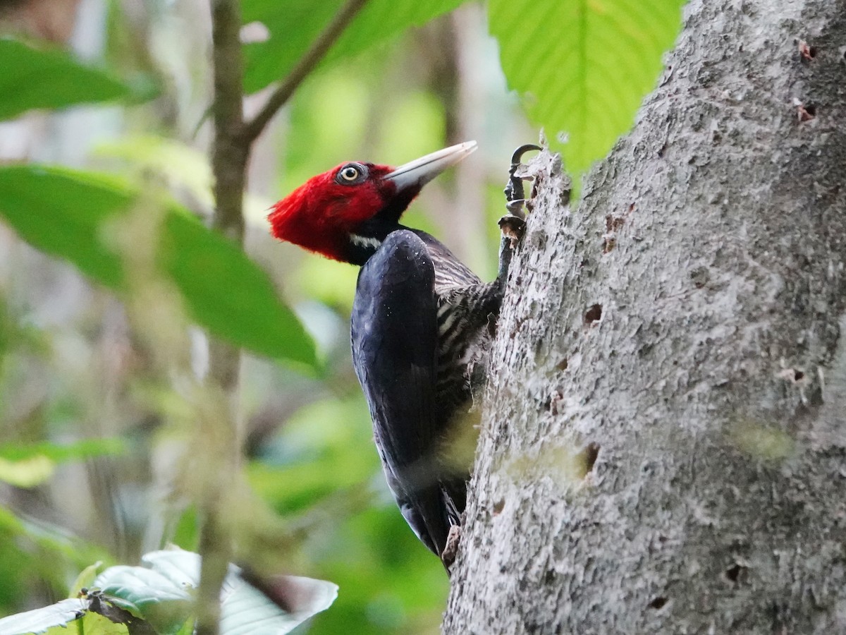 datel světlezobý - ML651432013