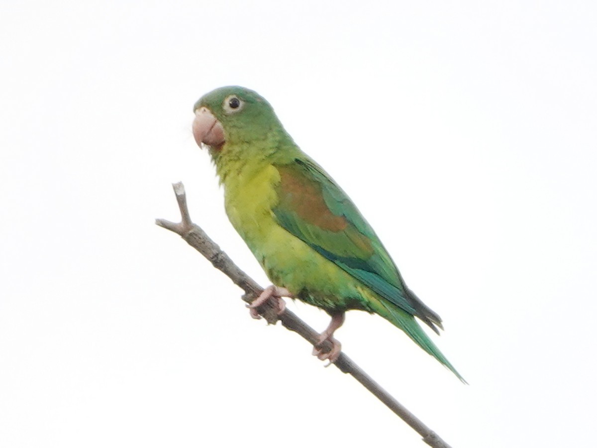 tirika tovi - ML651432085