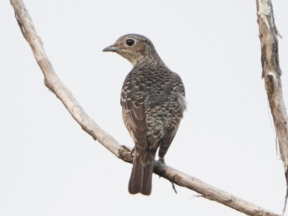 kotinga tyrkysová - ML651432170