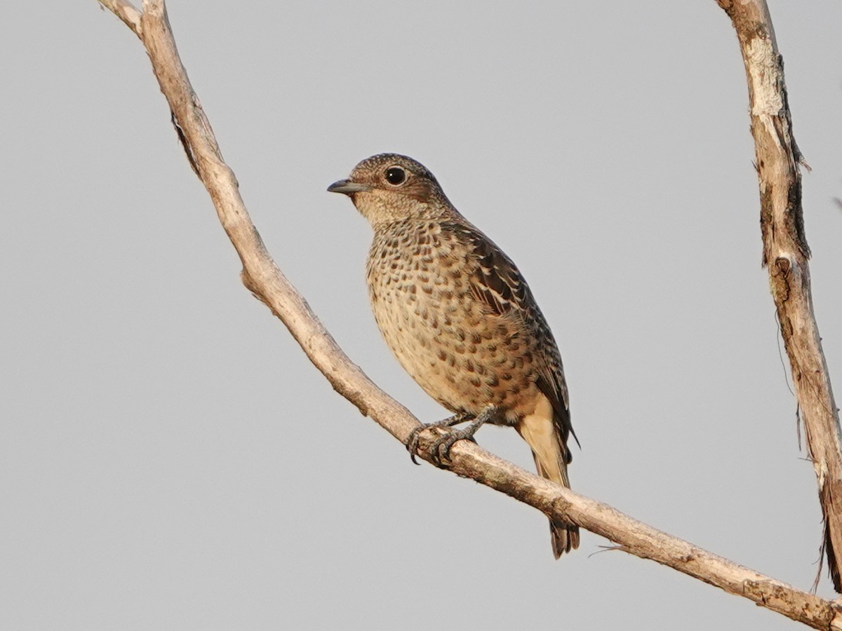 kotinga tyrkysová - ML651432171