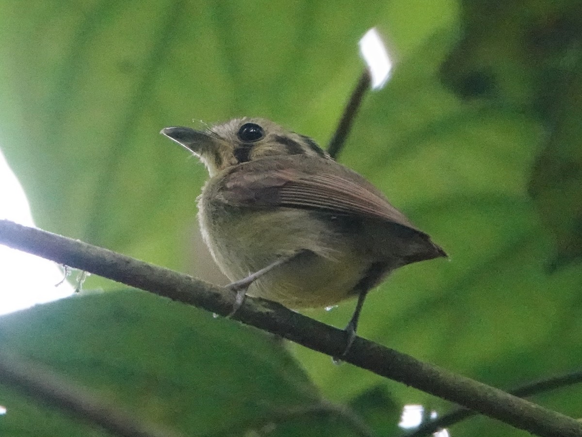 Golden-crowned Spadebill - ML651432309