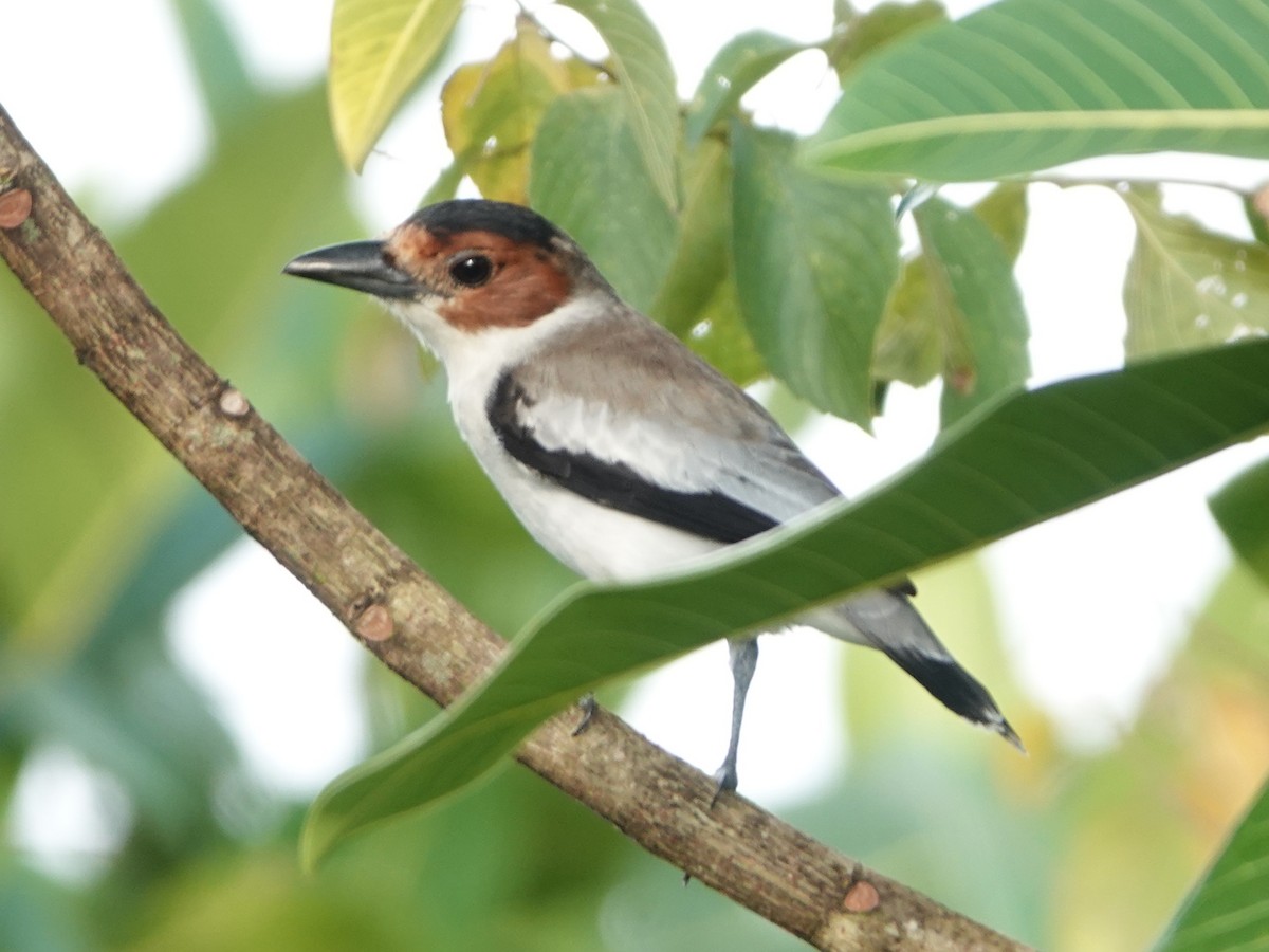 Black-crowned Tityra - ML651432500