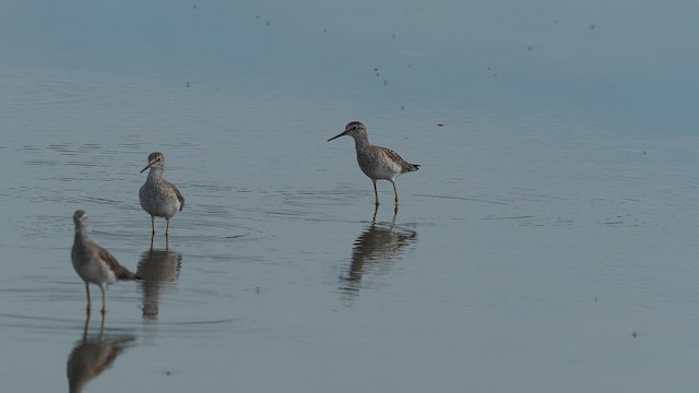 Lesser Yellowlegs - ML651434103