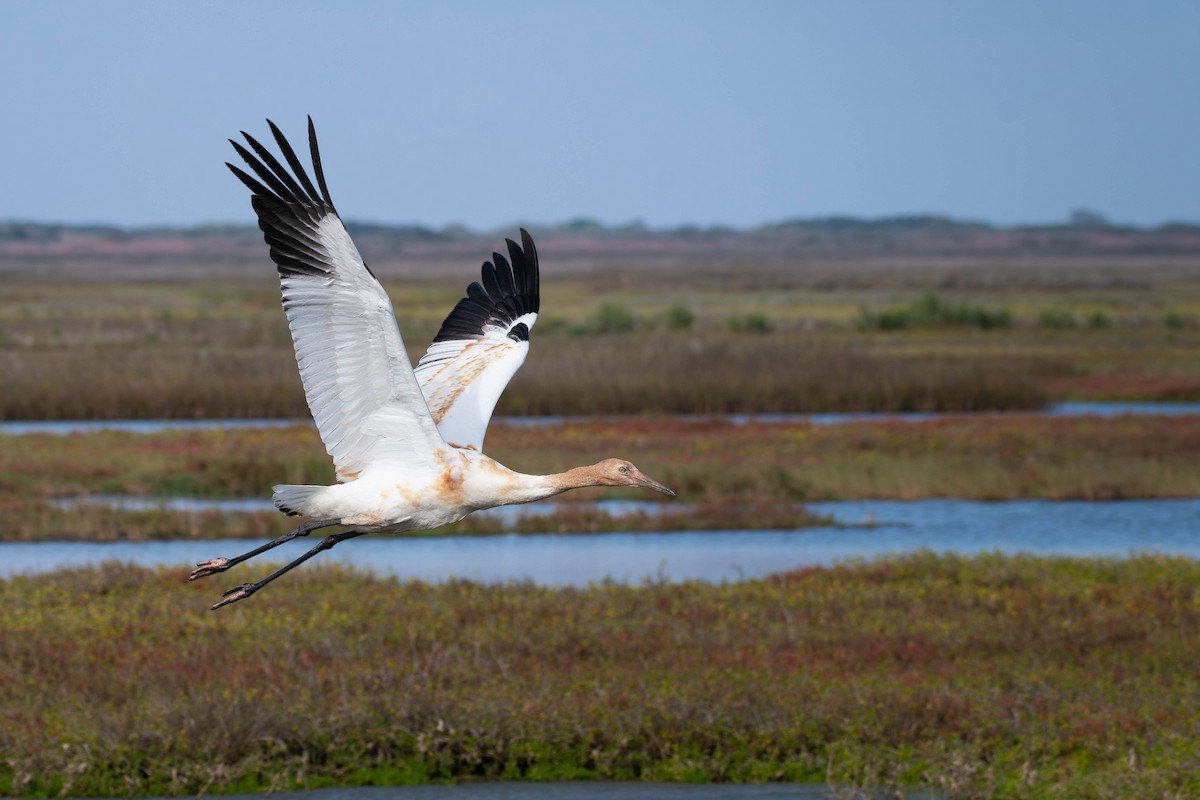 アメリカシロヅル - ML651434456