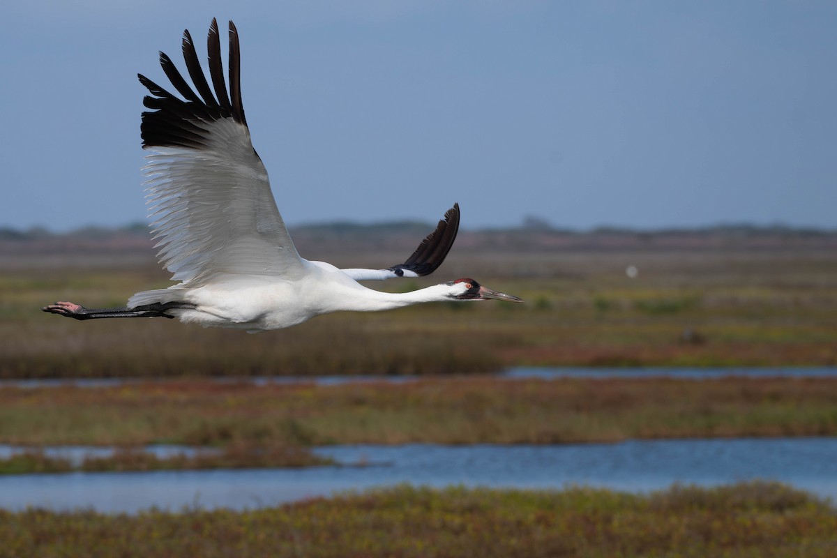 アメリカシロヅル - ML651434457