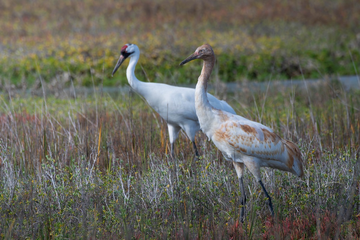 アメリカシロヅル - ML651434458