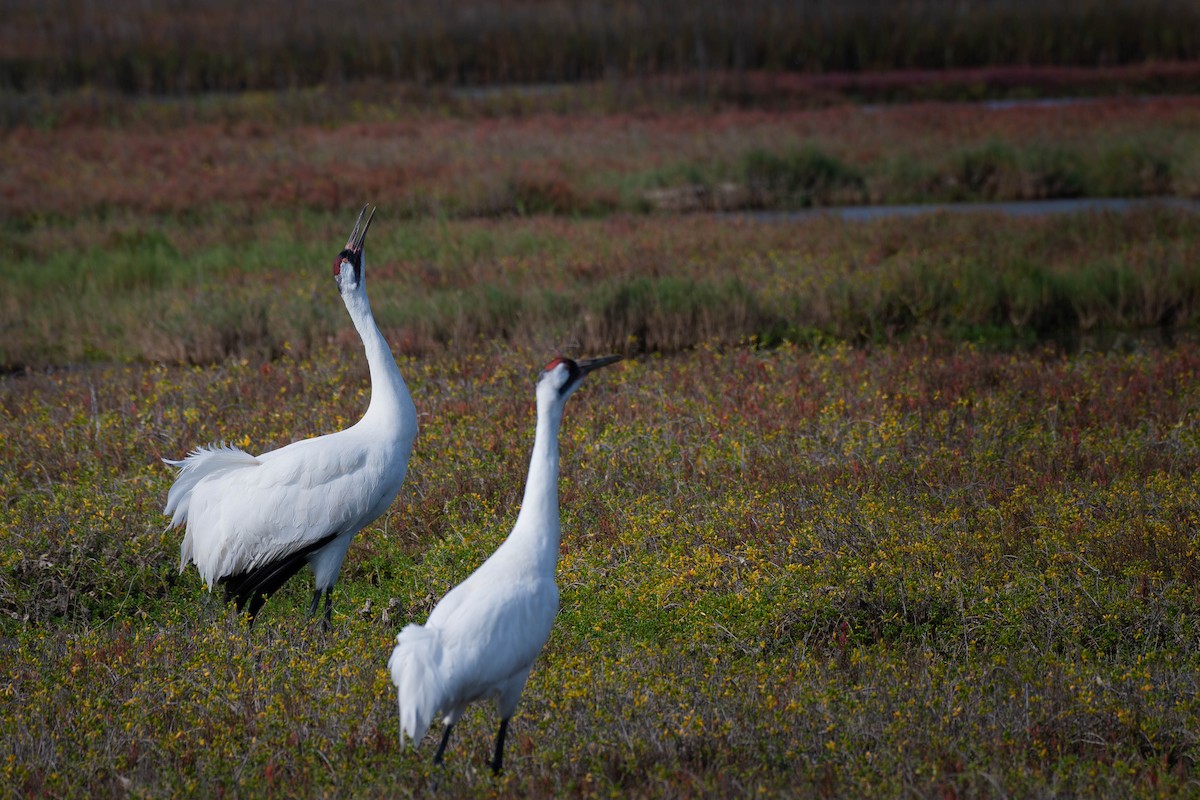 アメリカシロヅル - ML651434460