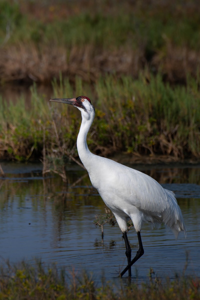 アメリカシロヅル - ML651434587