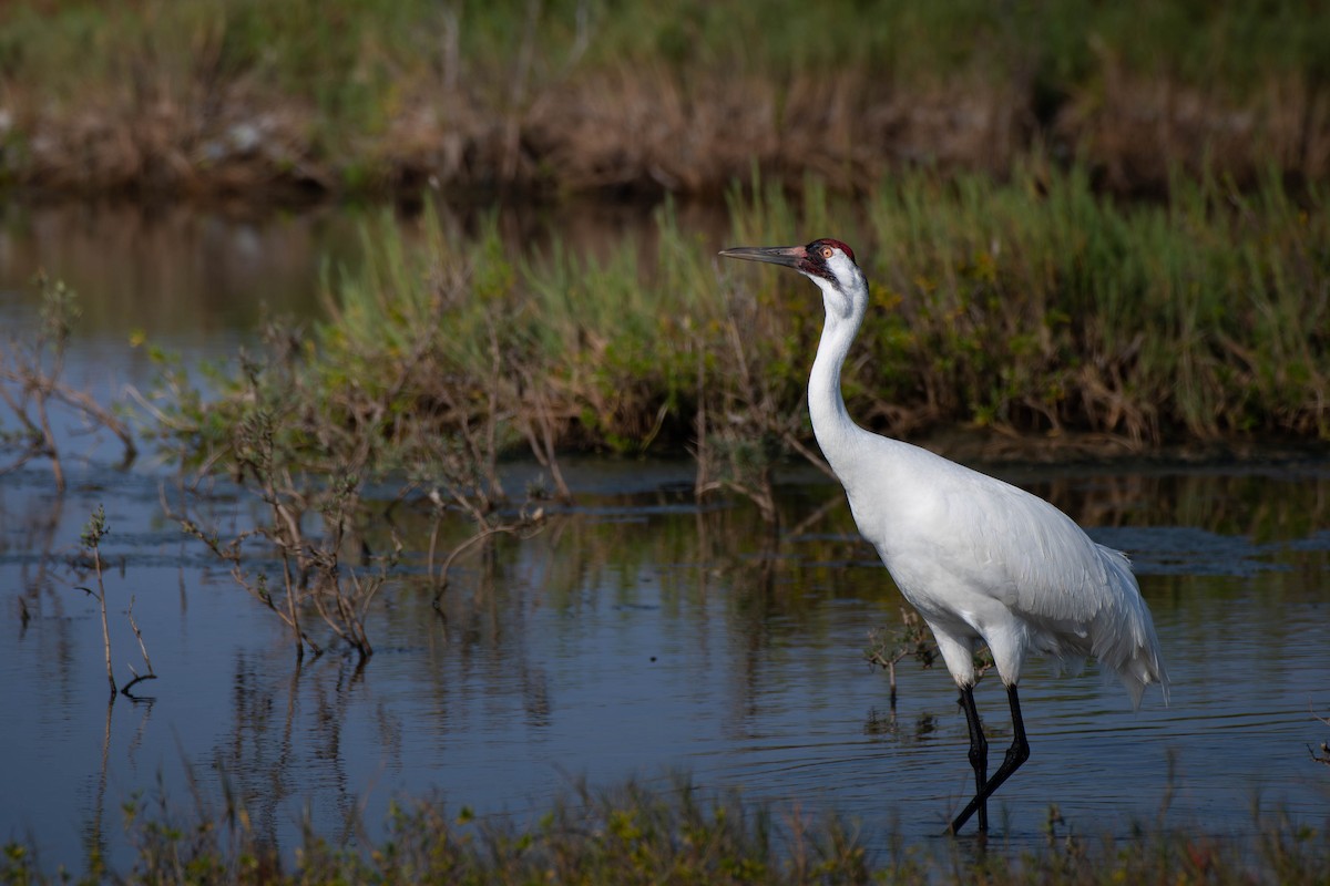 アメリカシロヅル - ML651434588