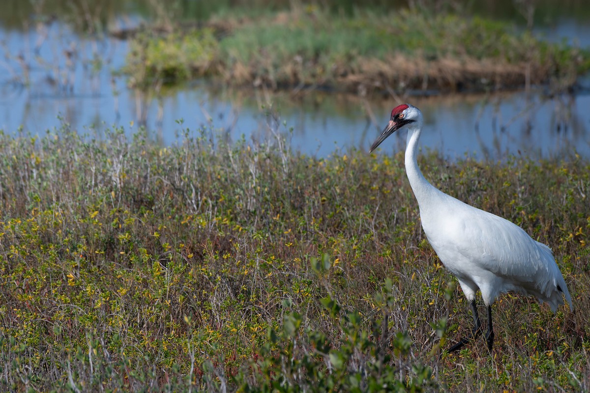 アメリカシロヅル - ML651434589