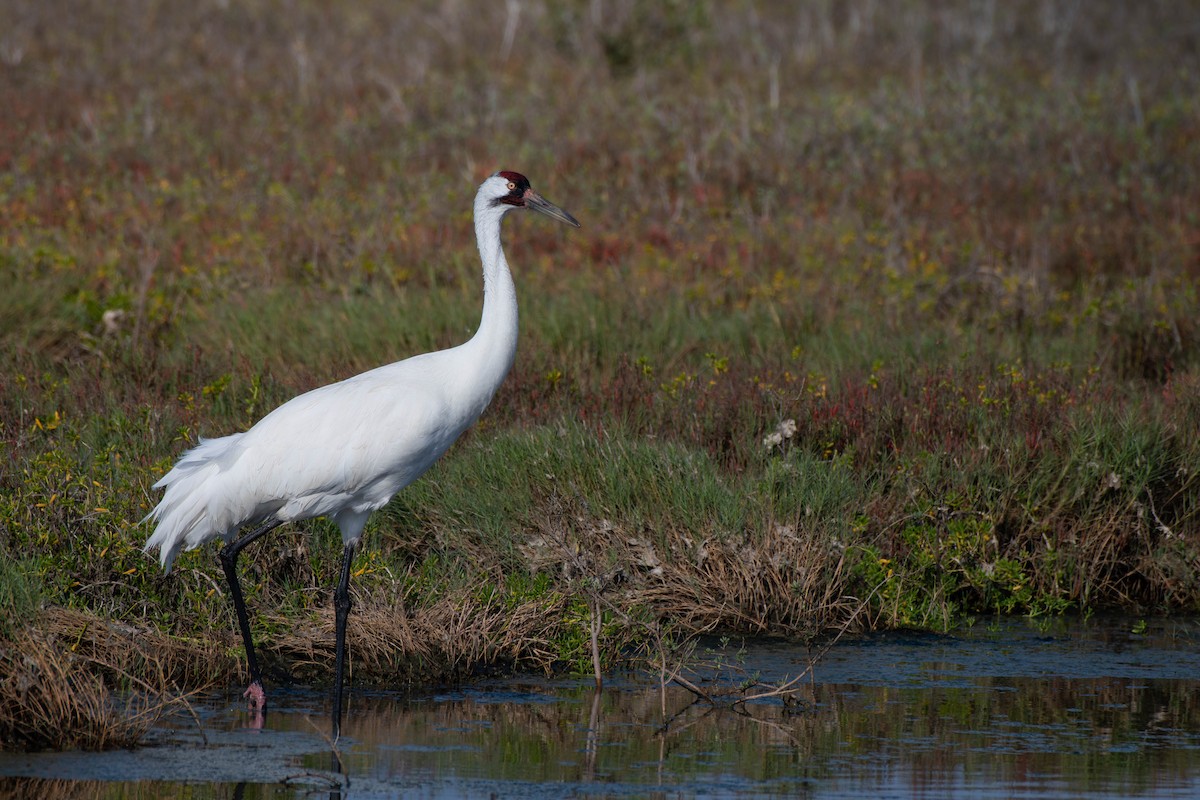 アメリカシロヅル - ML651434590