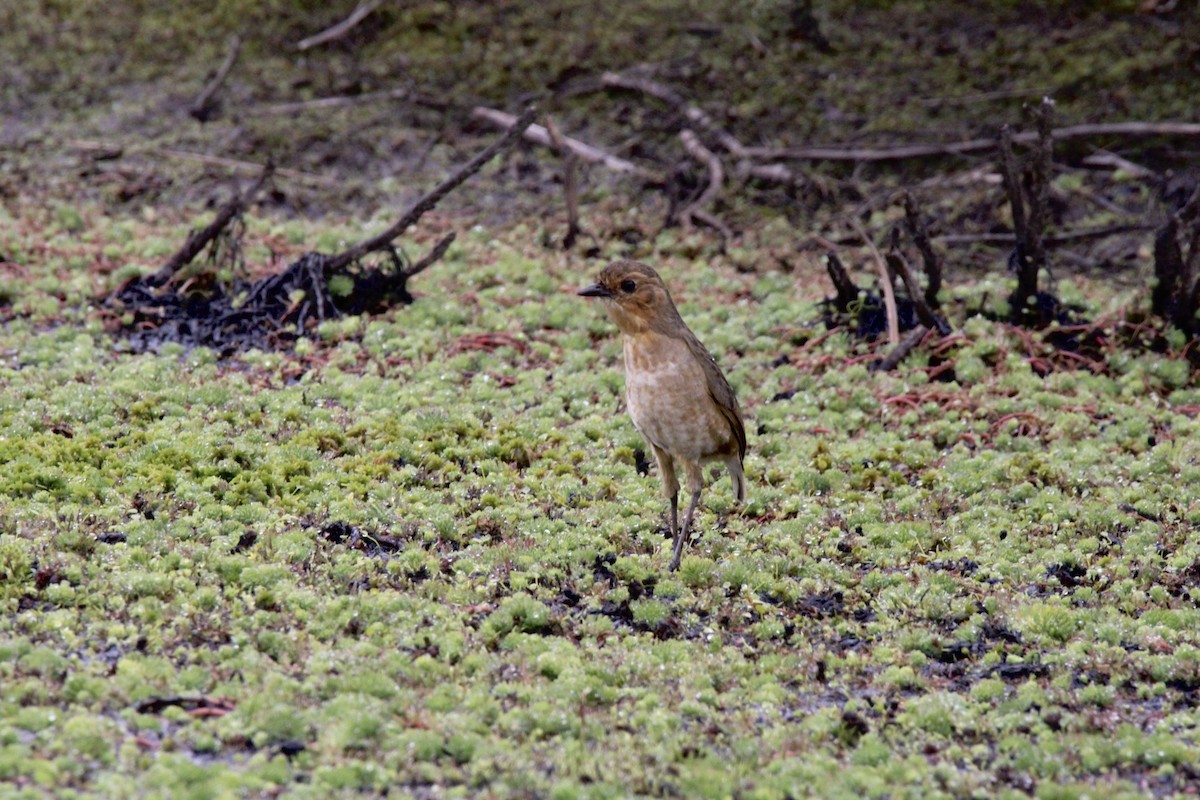 Boyaca Antpitta - ML651434760