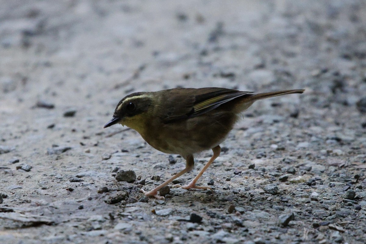 Yellow-throated Scrubwren - ML651434777