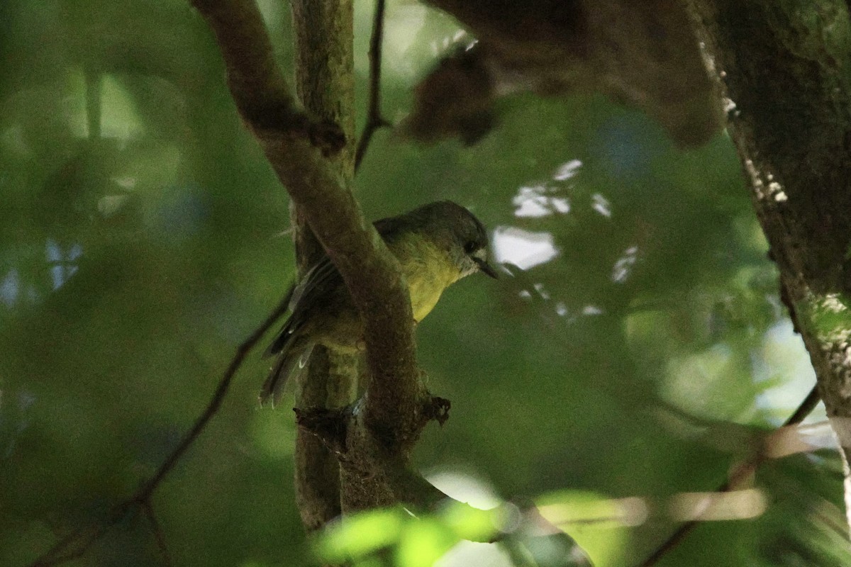 Pale-yellow Robin - ML651434798
