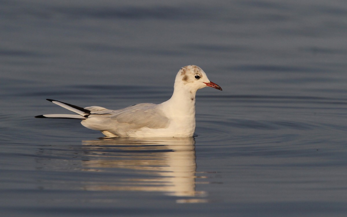 Mouette rieuse - ML65143481