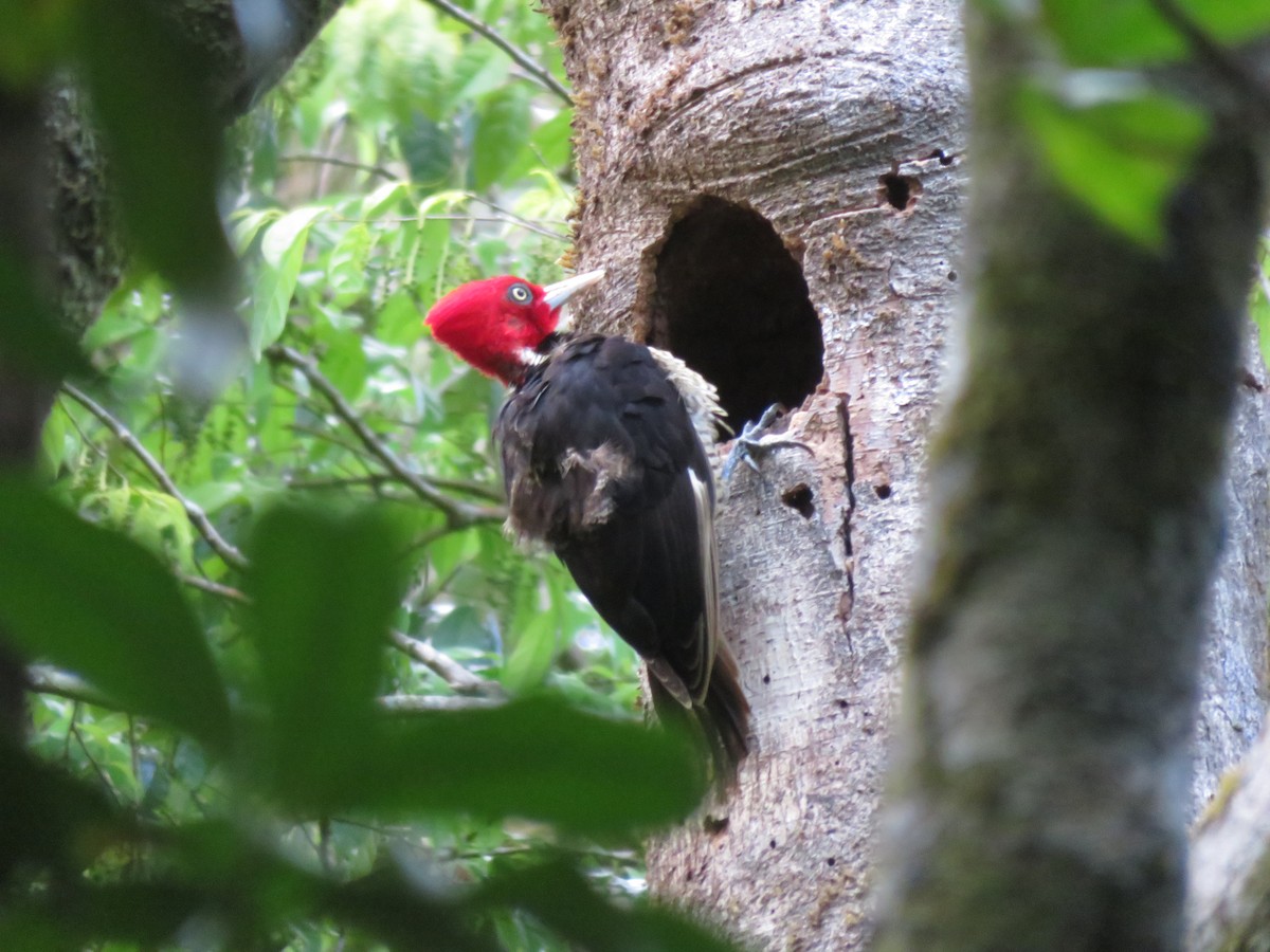 Pale-billed Woodpecker - ML651435153