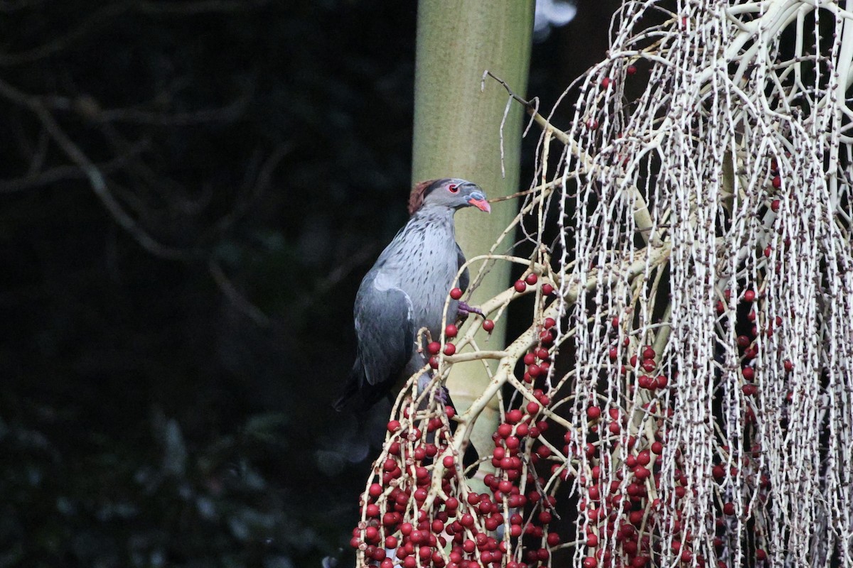Topknot Pigeon - ML651435203