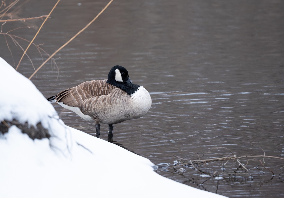 Canada Goose - ML651435820