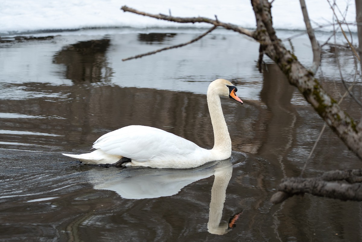 Mute Swan - ML651435823