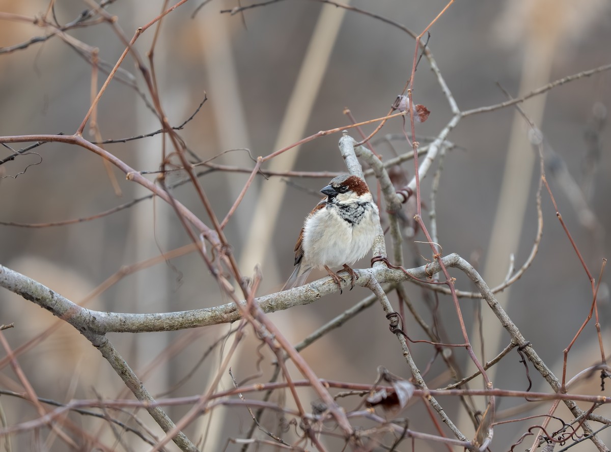 House Sparrow - ML651435838