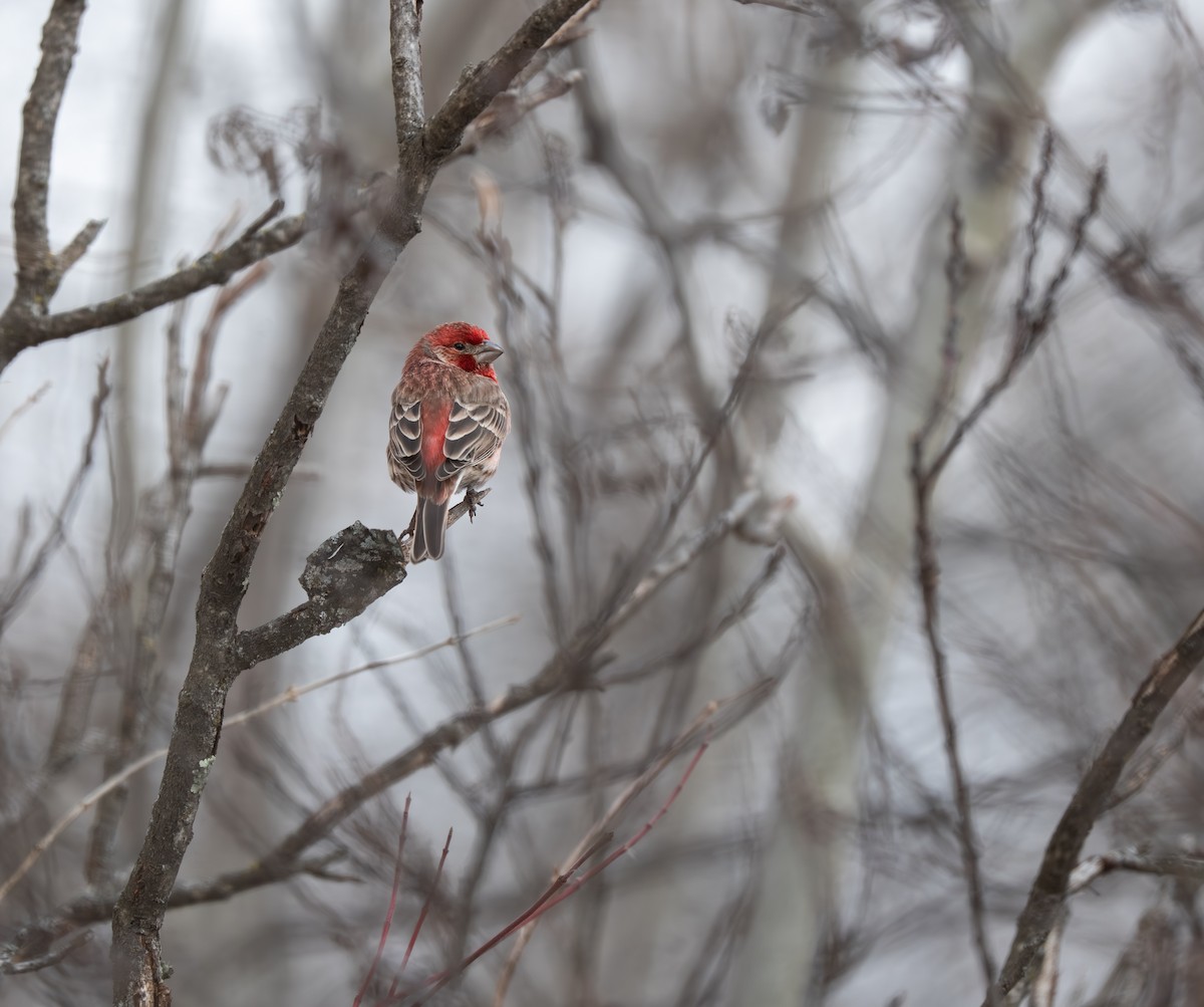 House Finch - ML651435843