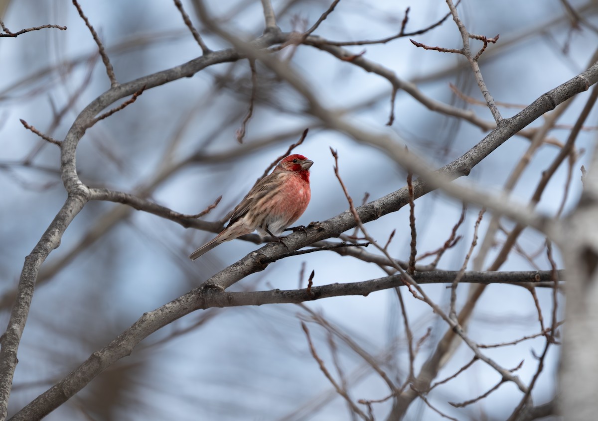 House Finch - ML651435844