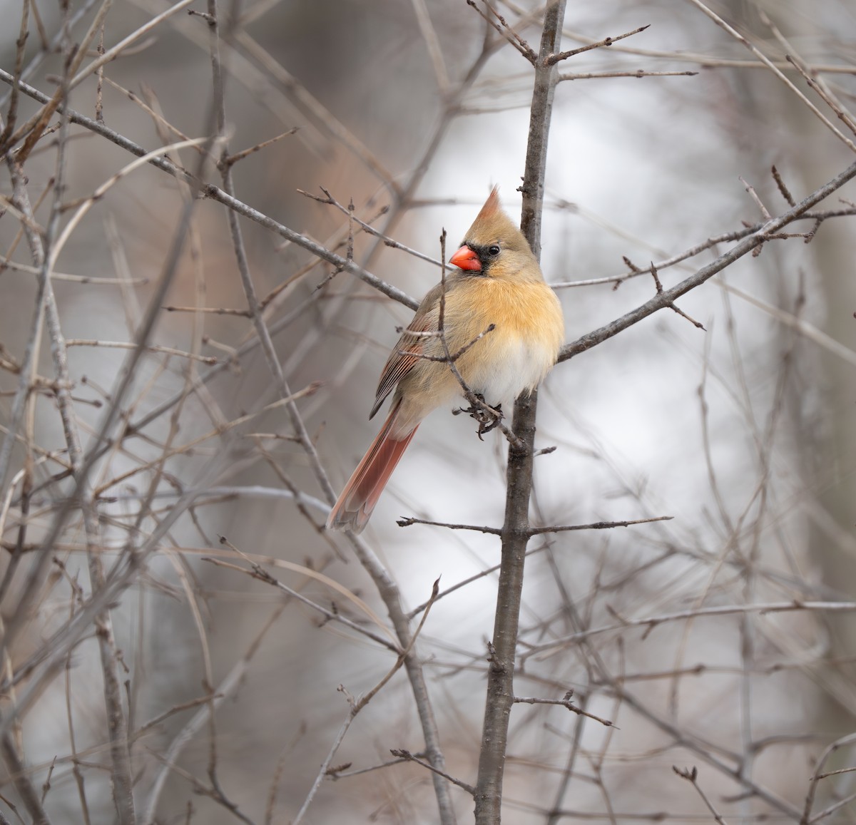 Northern Cardinal - ML651435855