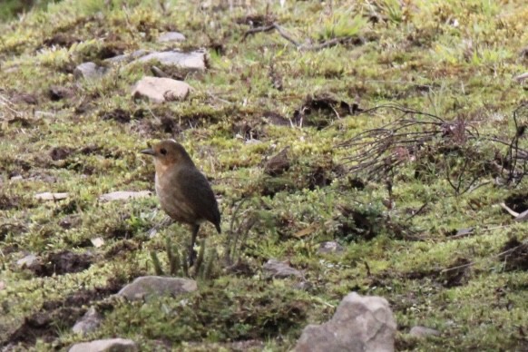 Boyaca Antpitta - ML651435857